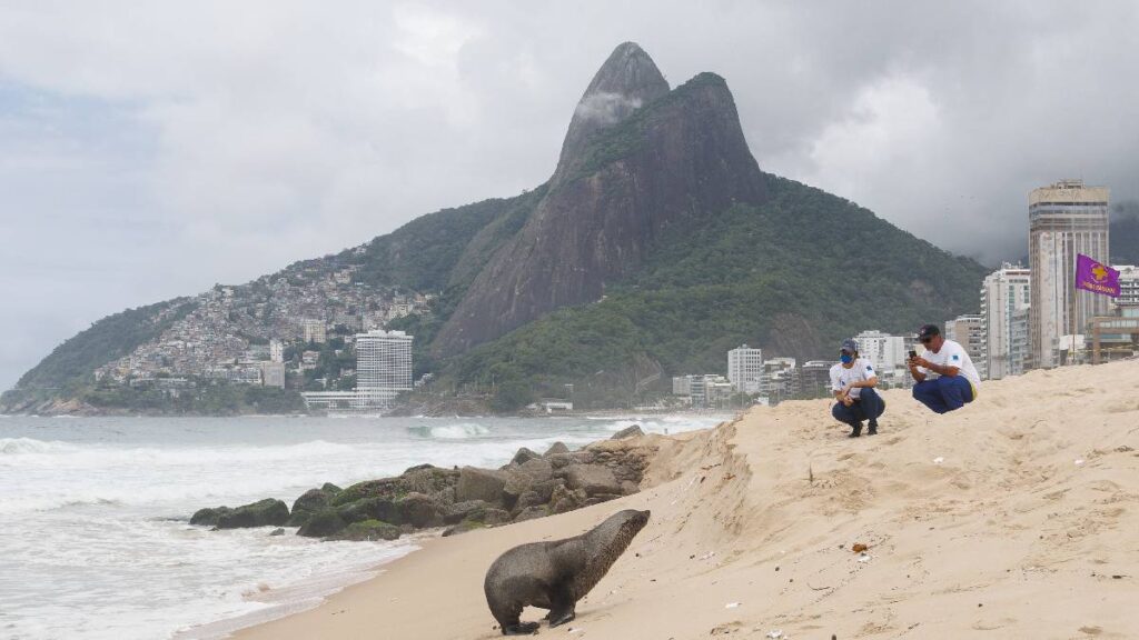 lobo marino en brasil