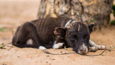 ¿Cómo identificar señales de maltrato en un perro?