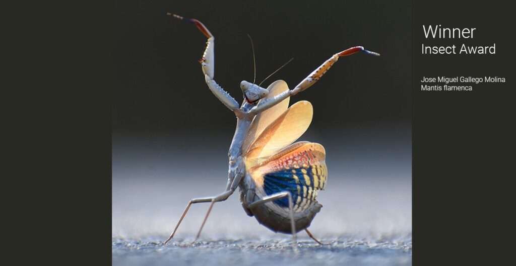 Mantis Comedy Wildlife Photography Awards