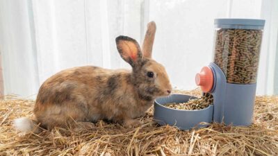 ¿Qué es lo que comen los conejos?