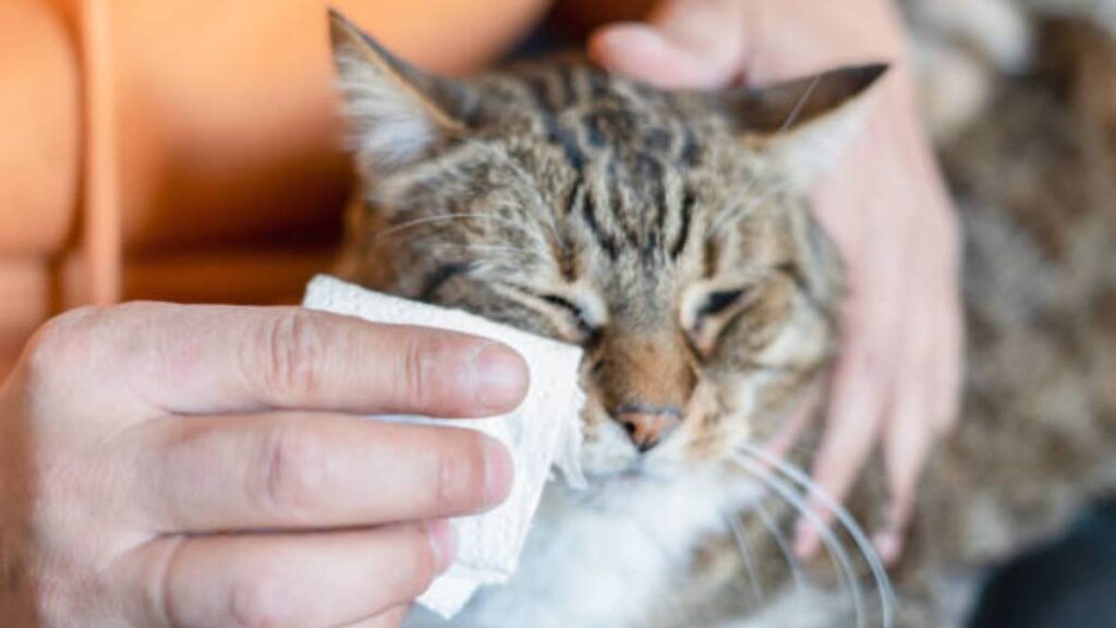 Gatos podrían generar nueva vía para el virus de la gripe aviar