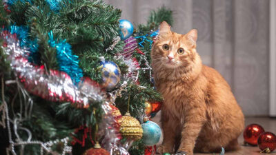 ¿Por qué a los gatos les gusta el árbol de Navidad?