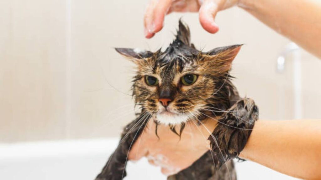 Baño para gatos: ¿cada cuánto y cómo hacerlo