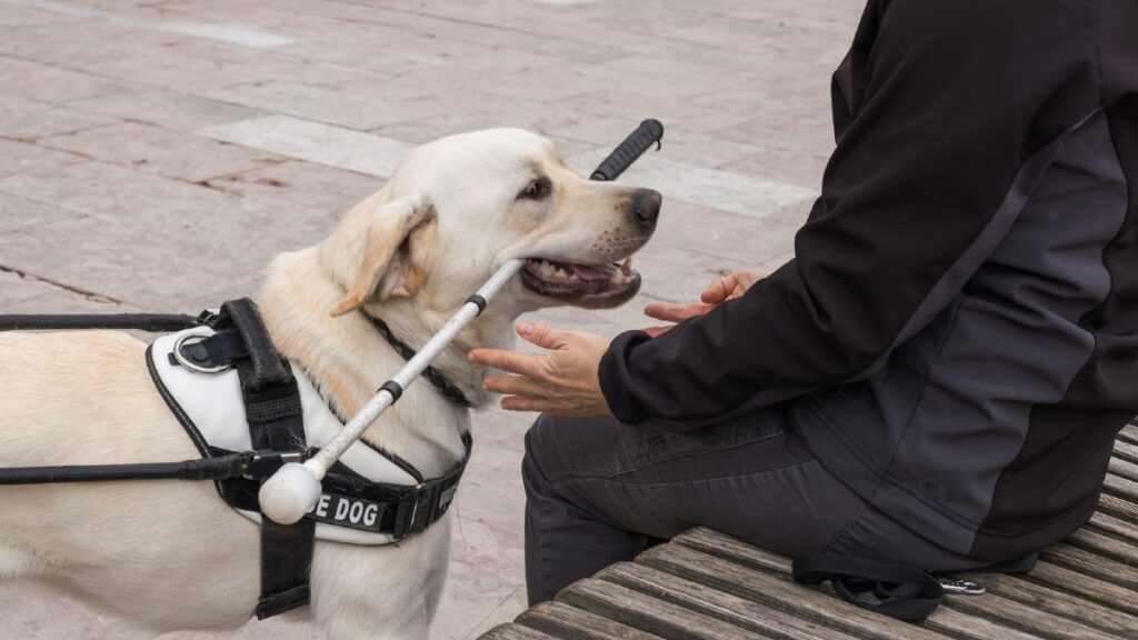 Mujer discapacidad visual discriminación perro