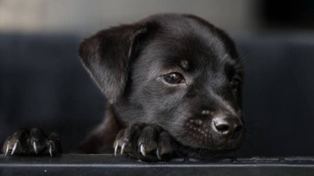 Puppy blues: ¿Por qué cuidar a un cachorro genera depresión?