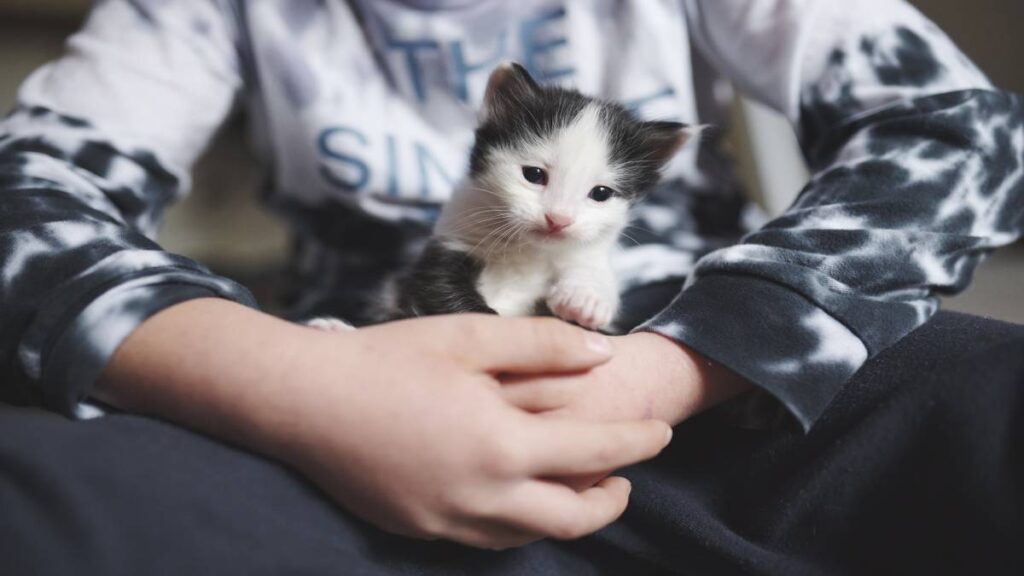 Niño cambia su patineta por un gato y salva a michi de un grupo de abusivos