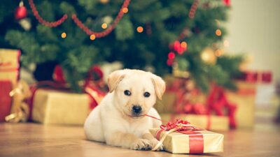 no debes regalar mascotas en Navidad