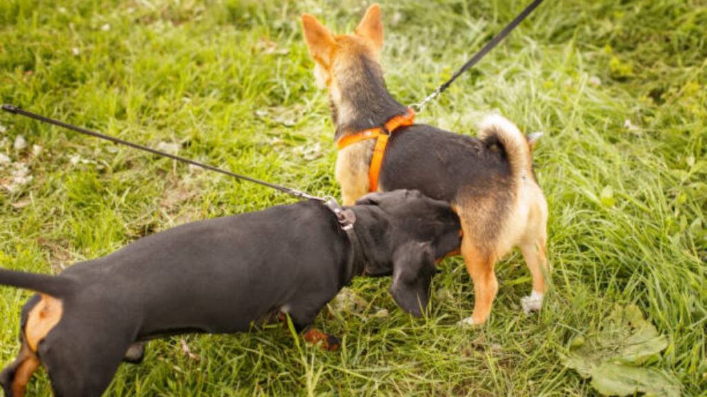 Perros pueden detectar cáncer de vejiga en otros perros