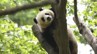 cuántos pandas hay en el mundo