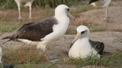 Wisdom, el ave albatros de Laysan que será madre a los 74 años