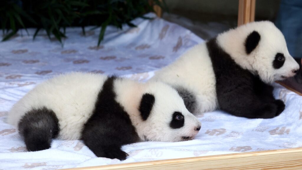 El Zoológico de Berlín presentó a las pandas gemelas Meng Hao y Meng Tian, un símbolo de unión entre China y Alemania.