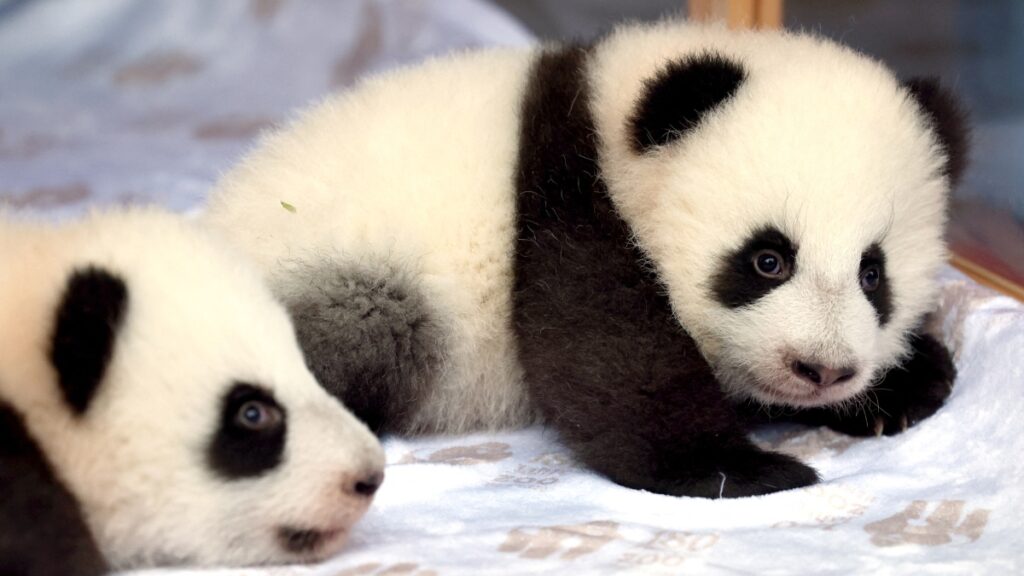 El Zoológico de Berlín presentó a las pandas gemelas Meng Hao y Meng Tian, un símbolo de unión entre China y Alemania.