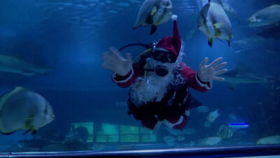 Peces de un acuario en Hungría reciben la visita de un Papá Noel buceador