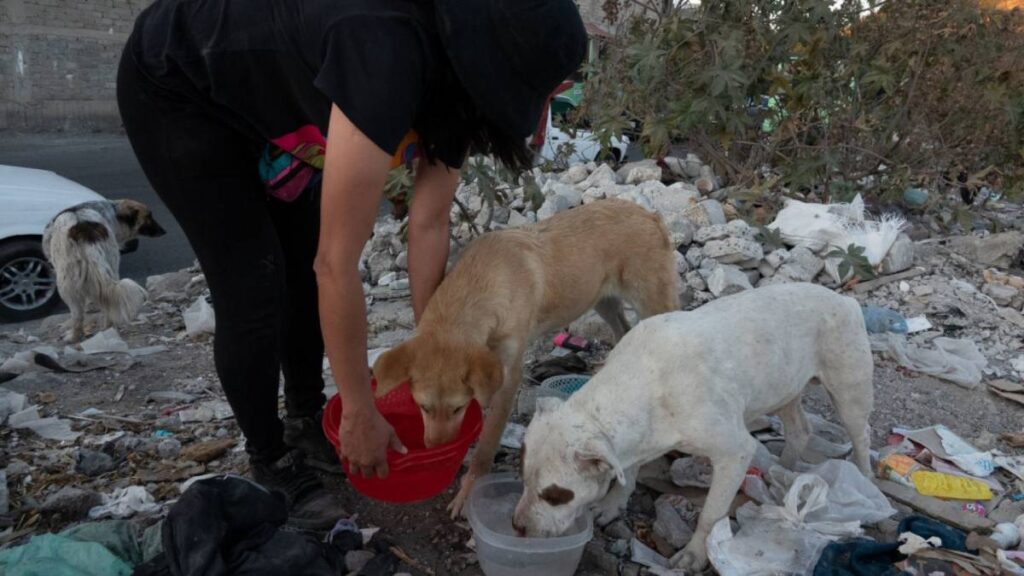 Caravana para alimentar a mascotas callejeras se organiza en Veracruz