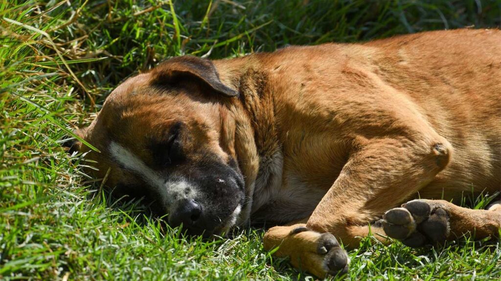 Causo inignación el caso de maltrato animal en Apodaca.