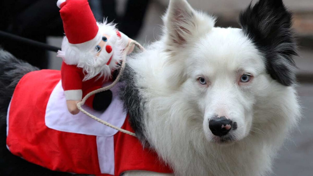 Perro Navidad