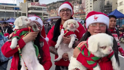 Perros albinos protagonizan desfile navideño en Bolivia, aquí las tiernas imágenes