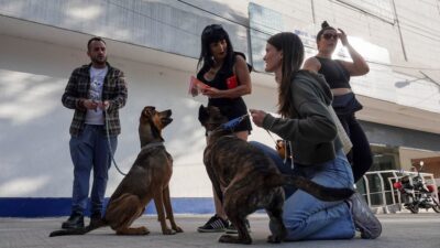 Perros asegurados en la Narvarte