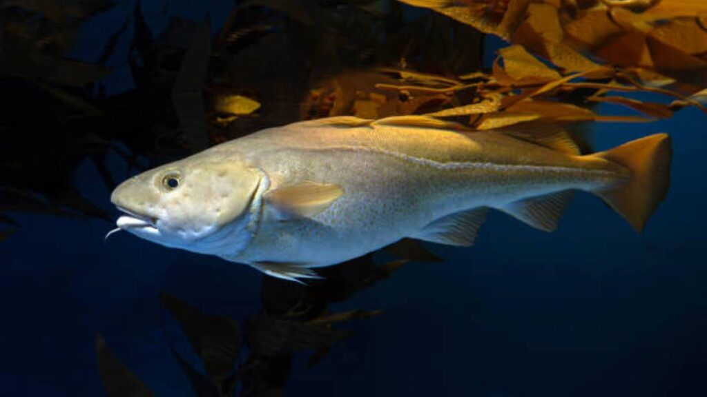 Bacalao para Navidad: cómo distinguirlo del tiburón y desalarlo¿