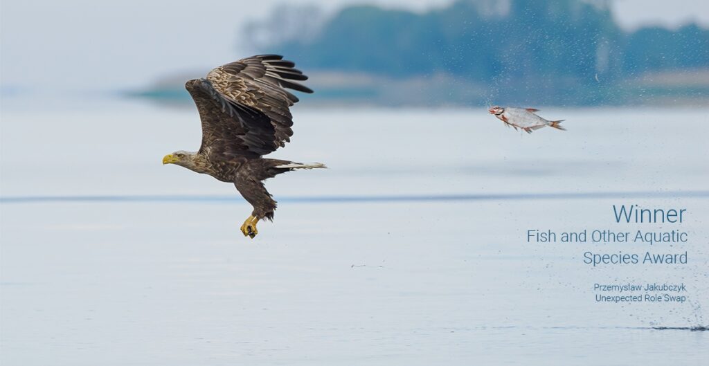 Pez Aguila Comedy Wildlife Photography Awards