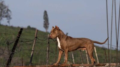 El pitbull atacó a un niño de 4 años.