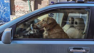 Policía salva a perro de morir; lo dejaron encerrado en un auto y ¡con las ventanas arriba!