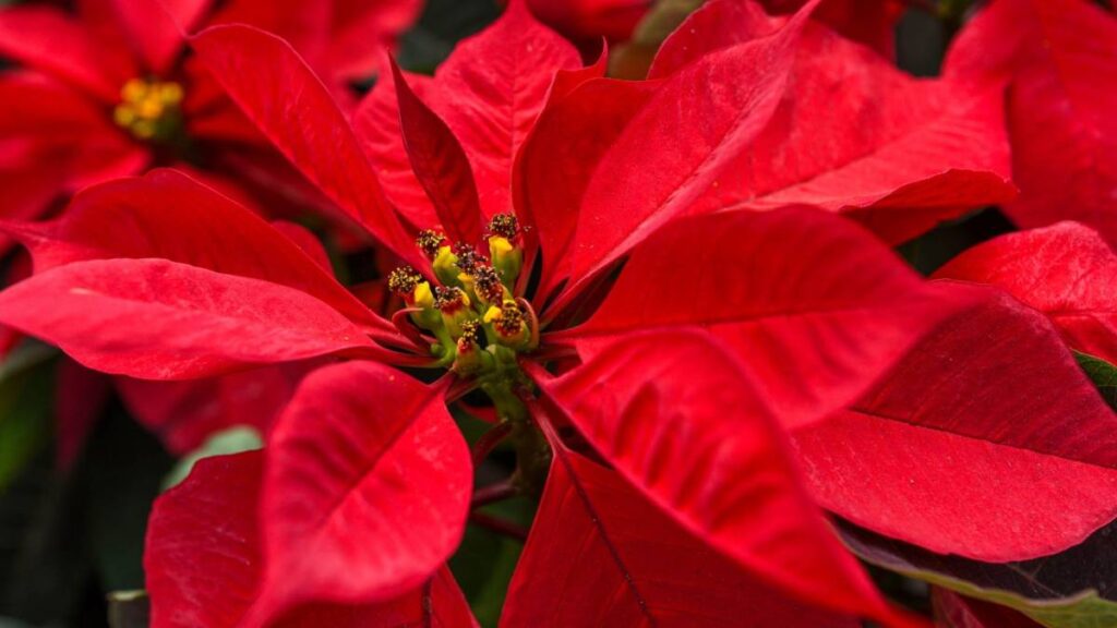 Puebla es la tercera entidad más productora de la flor de Nochebuena