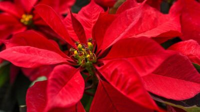 Puebla es la tercera entidad más productora de la flor de Nochebuena