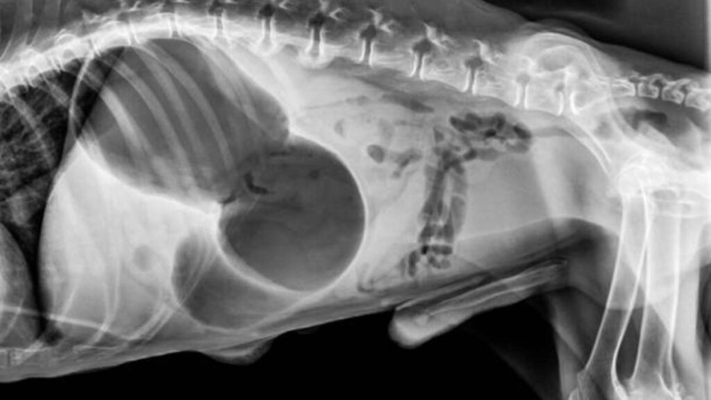 Torsión gástrica en perros: causas, síntomas y qué hacer