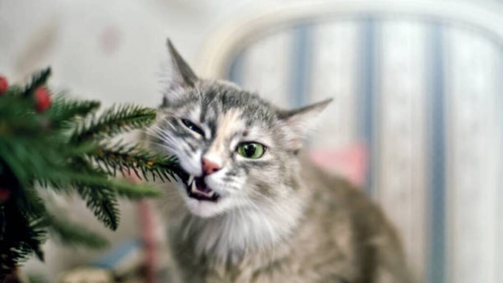 ¿Por qué a los gatos les gusta el árbol de Navidad?