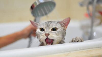 Baño para gatos: ¿cada cuánto y cómo hacerlo