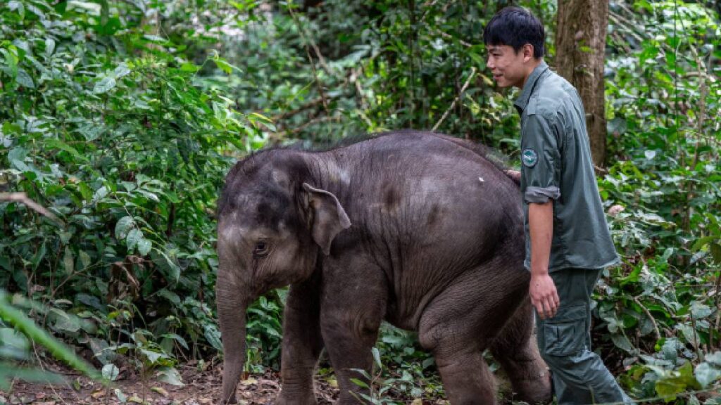 rescate en la selva cría de elefeante