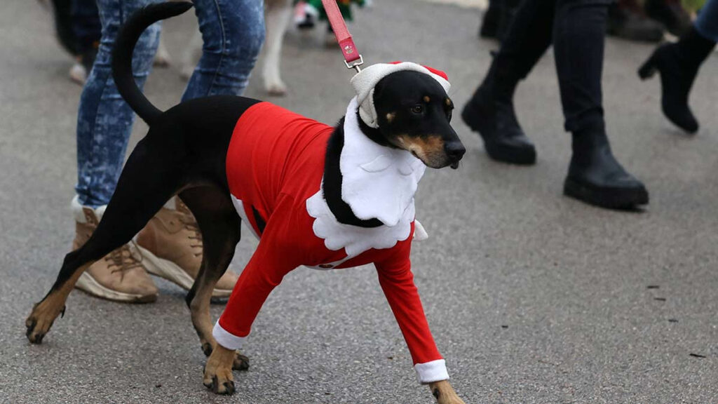 Santa Claus Perro