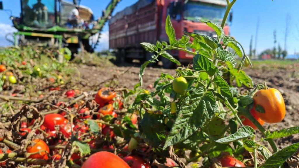 tomates más dulces según la ciencia