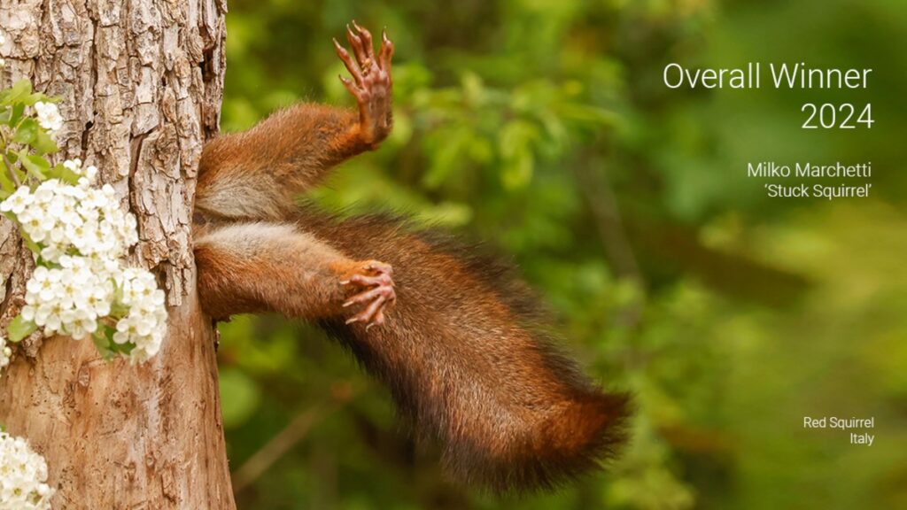 Una Ardilla Atrapada En Un Arbol Gana El Premio A La Mejor Fotografia De Comedia De Vida Salvaje