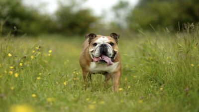 UNAM despide a Logan, perrito que recorría C.U. en patineta