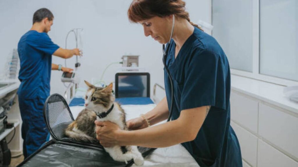 Buscan monitorizar la frecuencia cardiaca de las mascotas con vídeos faciales