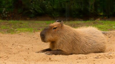 Datos curiosos de los capibaras