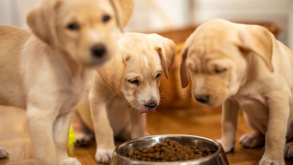 ¿Qué tipo de croquetas debe comer mi perro, según su edad?