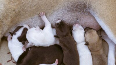 Policías que ayudaron a una perra a tener a sus cachorros se viralizan en CDMX