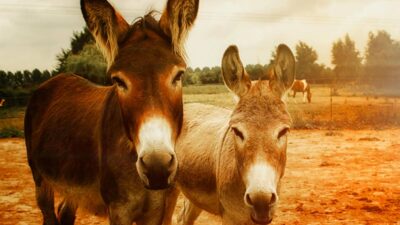 Puebla crea Día Municipal de los Animales y el Día Municipal del Perro