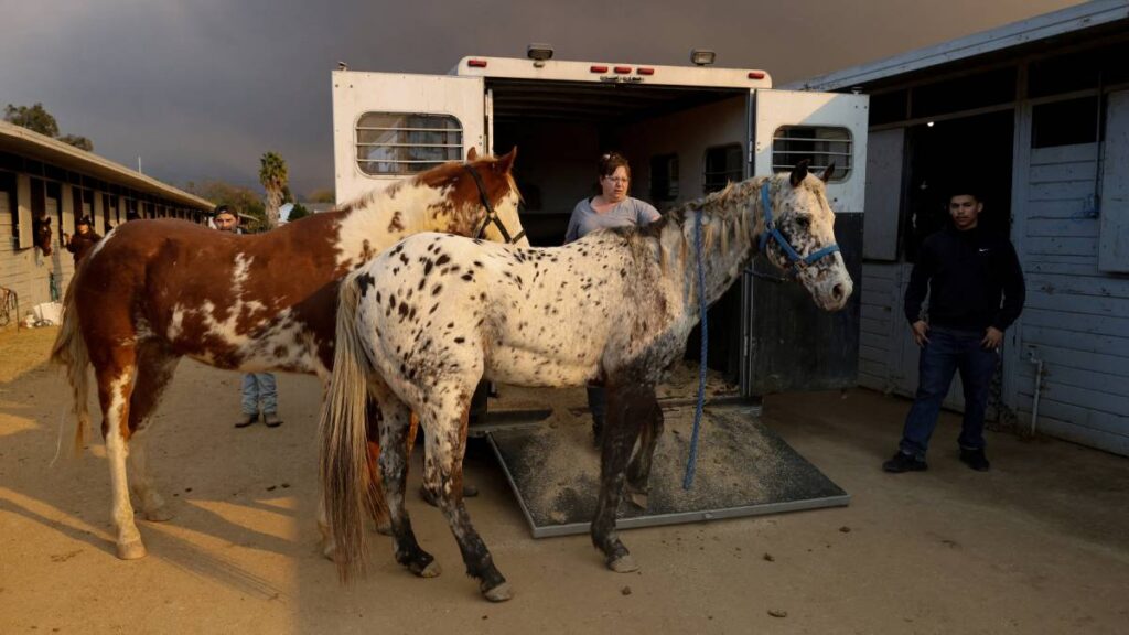 Animales, las otras víctimas de los incendios en Los Ángeles, California