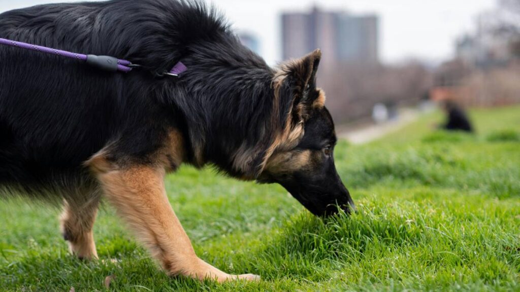 El error más común al sacar a tu perro a pasear, según experto