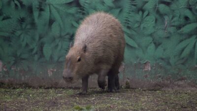 Captan ataque de capibara a joven en el agua