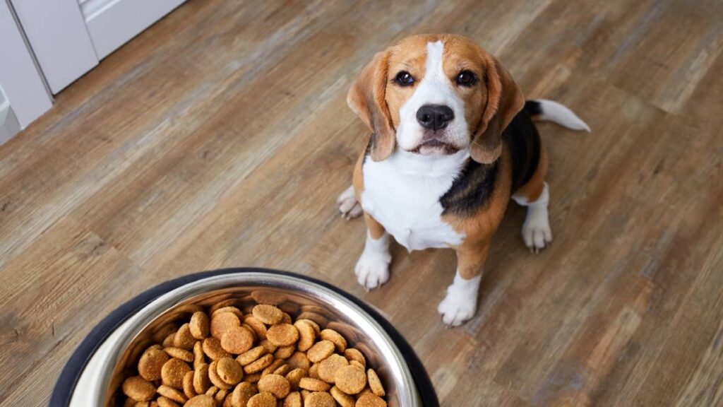 FDA emite recomendaciones para que compañías de comida para mascotas tomen precauciones contra la gripe aviar