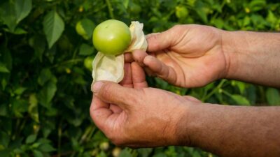 Aprovecha las cáscaras de tomate.