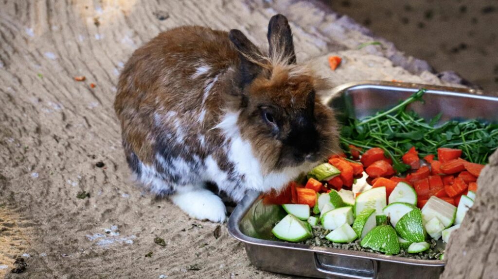 Conejo De Angora