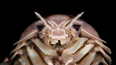 Una nueva especie de insecto marino gigante fue presentado con un nombre que evoca al malvado Darth Vader de “Star Wars”.