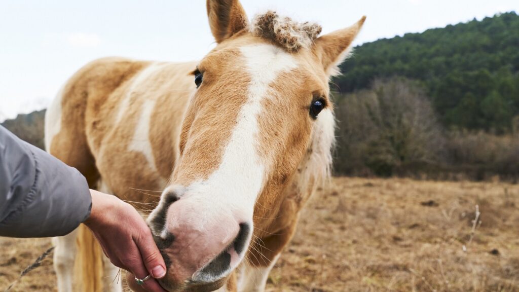 denuncian-maltrato-animal-en-puebla-ponis-dan-vueltas-en-carrusel-de-feria-en-cuautinchan