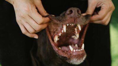 Los riesgos de la limpieza dental para perros